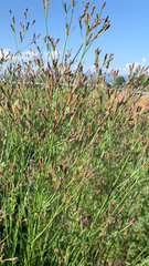 Verbena brasiliensis