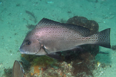 Painted Sweetlips photo 3