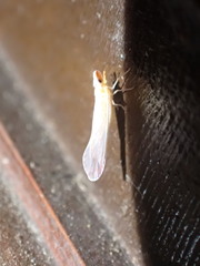 Shellenius schellenbergii