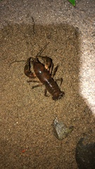 Cambarus bartonii cavatus