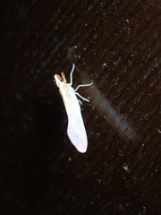 Shellenius schellenbergii