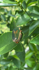 Cotinis nitida