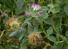 Centaurea seridis