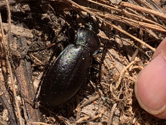 Carabus taedatus