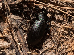 Carabus taedatus