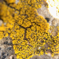 Rhizocarpales