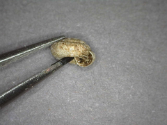 Cookeconcha intercarinata