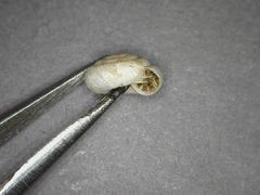 Cookeconcha intercarinata