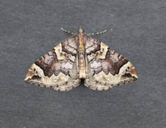 Eulithis xylina
