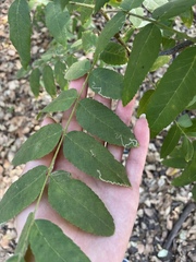 Stigmella longisacca