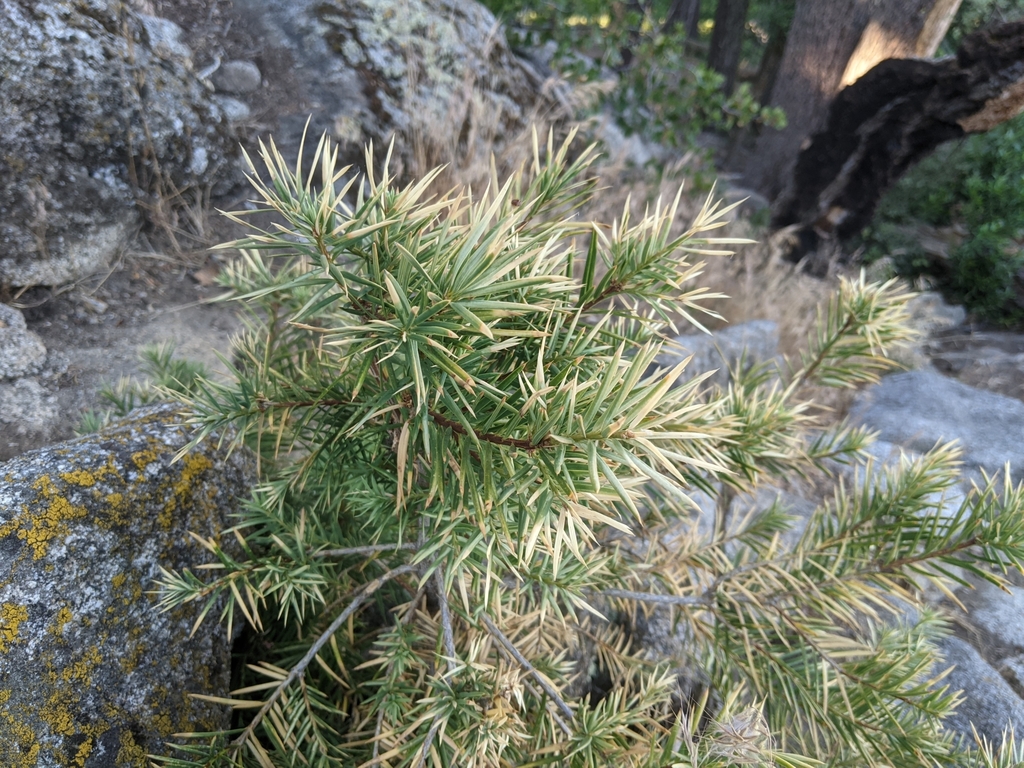 Torreya californica; photograph Zac Peterson, CC BY, iNaturalist via GBIF
