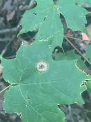 Acericecis ocellaris