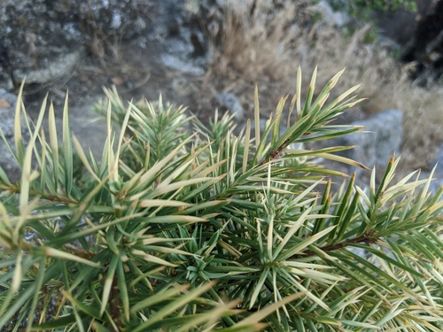 Torreya californica, photograph 1