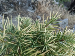 Zac Peterson, CC BY, iNaturalist via GBIF Torreya californica, photograph Zac Peterson, CC BY, iNaturalist via GBIF