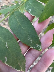 Stigmella longisacca