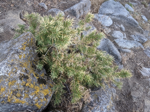 Torreya californica, photograph 2