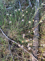 Erigeron corymbosus