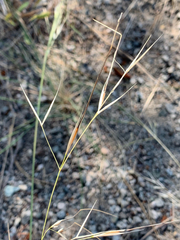 Hesperostipa curtiseta