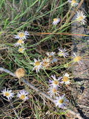 Erigeron corymbosus