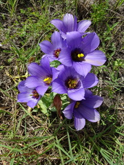 Eustoma russellianum