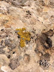 Rhizocarpales
