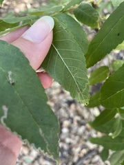 Stigmella longisacca
