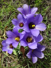 Eustoma russellianum