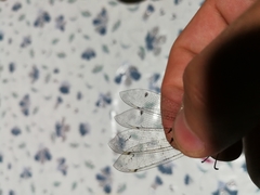 Distoleon tetragrammicus