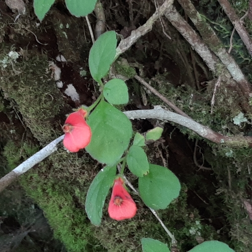 Pachycaulos nummularia