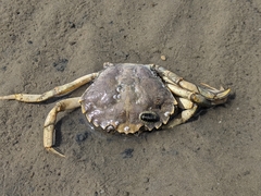 Carcinus maenas