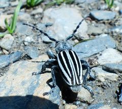 Dorcadion fuliginator