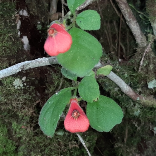 Pachycaulos nummularia, photograph 1