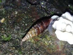 Cochlodina