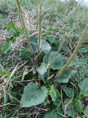 Plantago major