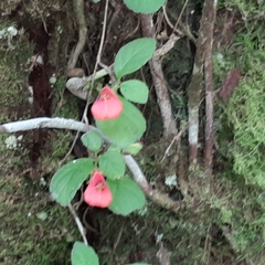 Pachycaulos nummularia