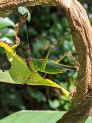 Orchelimum pulchellum