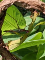 Orchelimum pulchellum