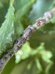 Neuroterus rileyi