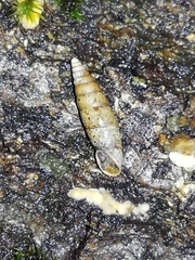 Cochlodina