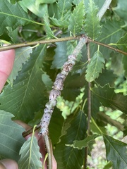 Neuroterus rileyi