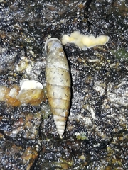 Cochlodina