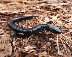 Plethodon chlorobryonis