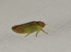 Iassus lanio
