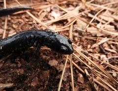 Plethodon chlorobryonis