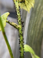 Aphis illinoisensis