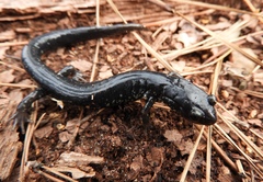 Plethodon chlorobryonis