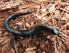 Plethodon chlorobryonis