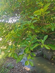Ficus membranacea