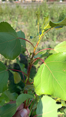 Populus nigra