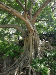 Ficus membranacea